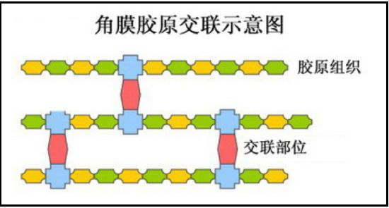 眼表眼角膜