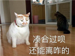 白內障