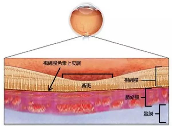 玻璃體視網膜