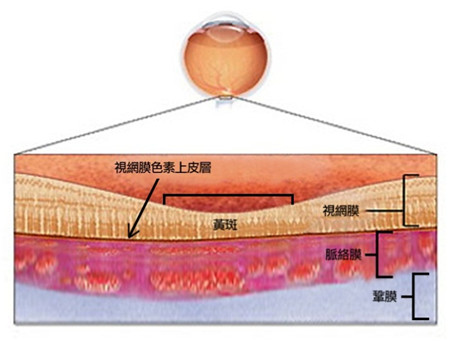 玻璃體視網膜
