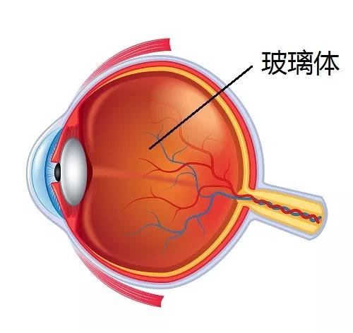 玻璃體視網膜
