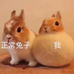 眼表眼角膜