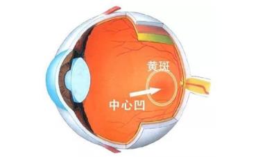玻璃體視網膜